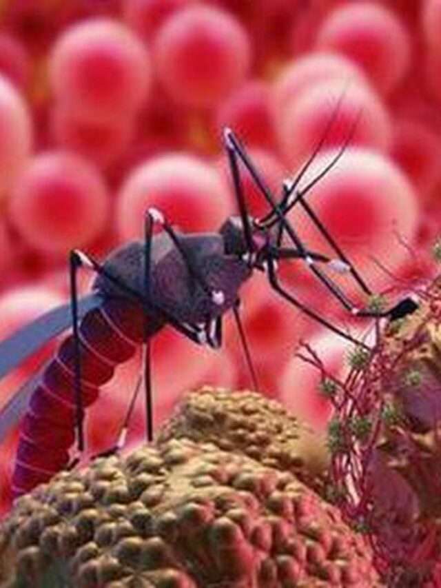 World Mosquito Day 2022