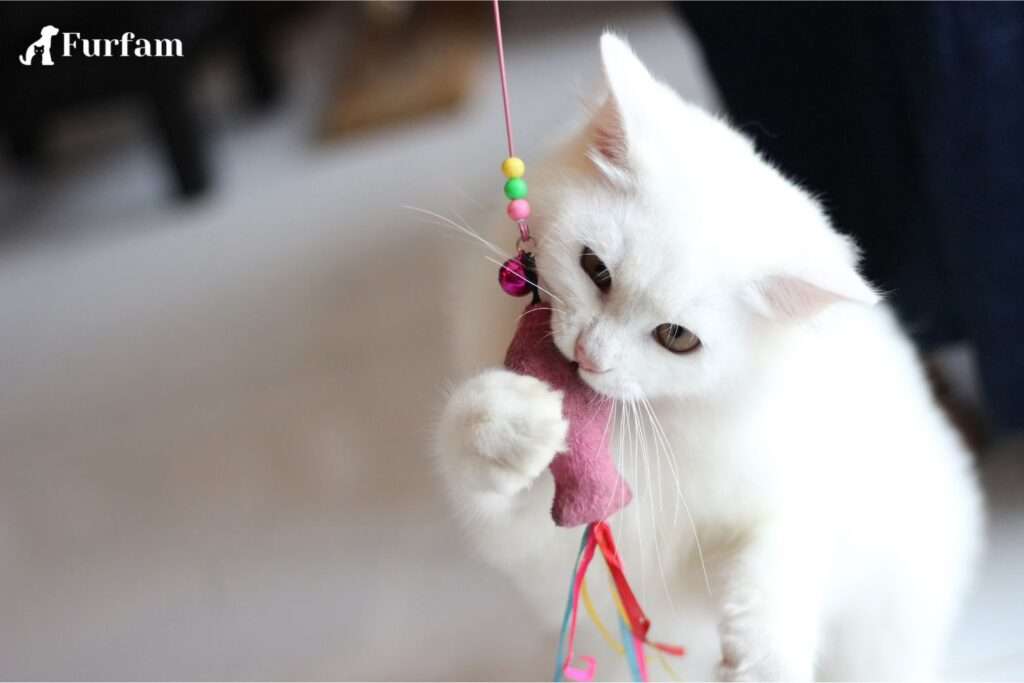 Cat Toys