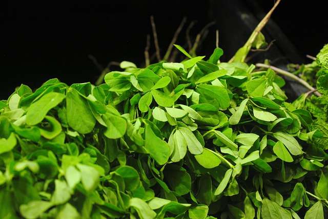 Benefits of Fenugreek Leaves