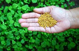 Fenugreek Seeds